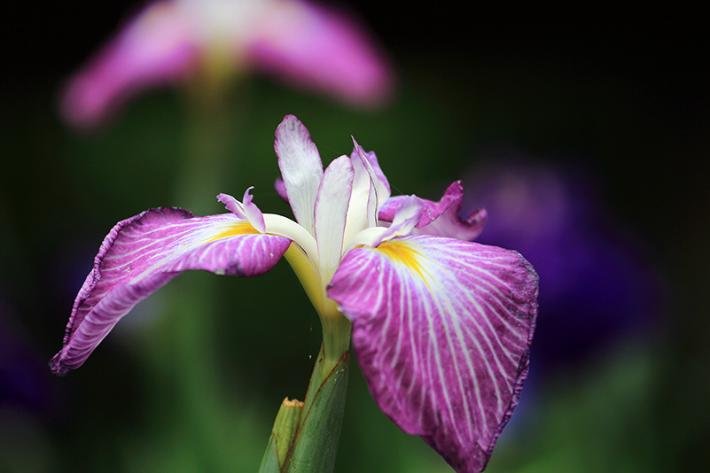 Photo#13