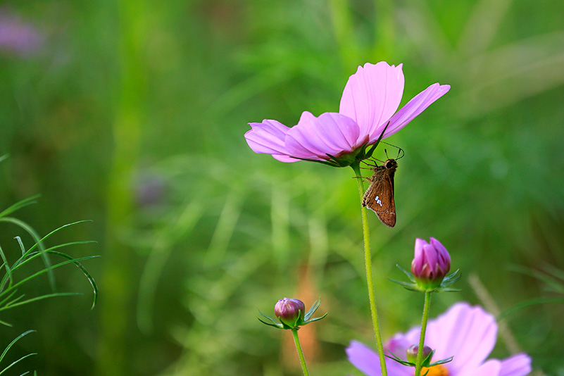 Photo#13