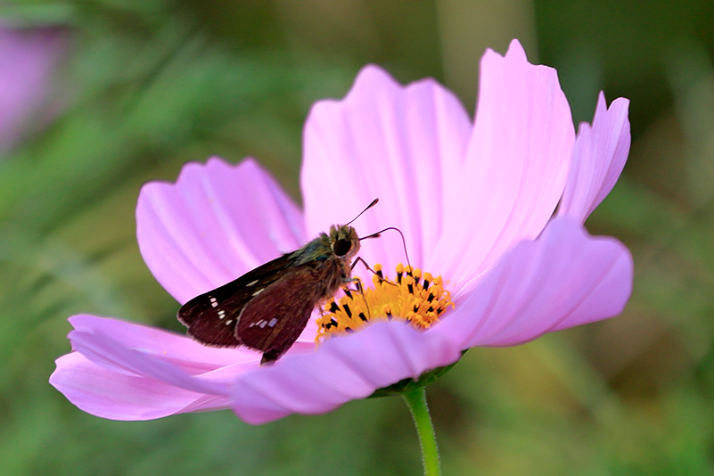 Photo#17
