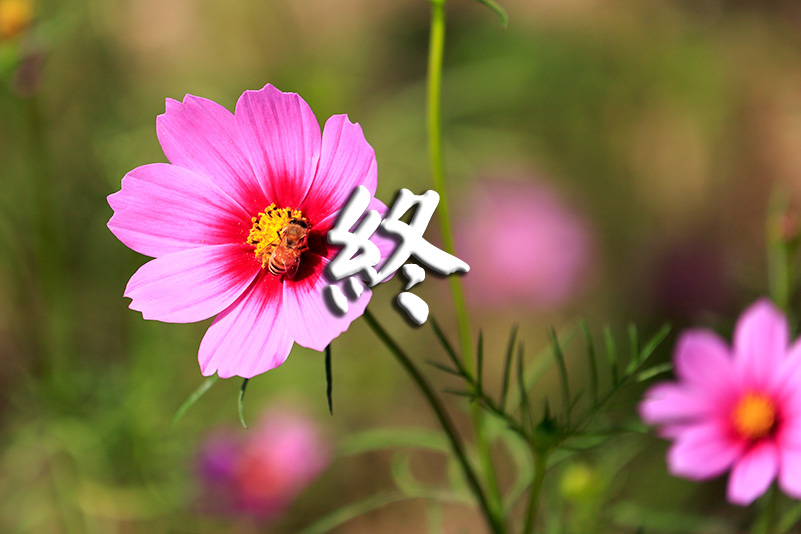 Photo#24