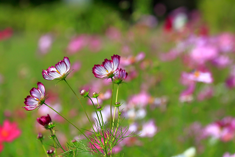 Photo#7
