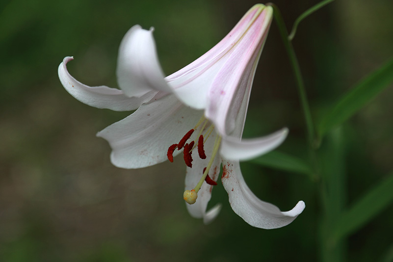 Photo#11