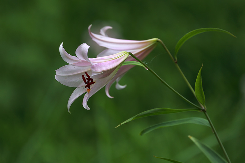 Photo#12