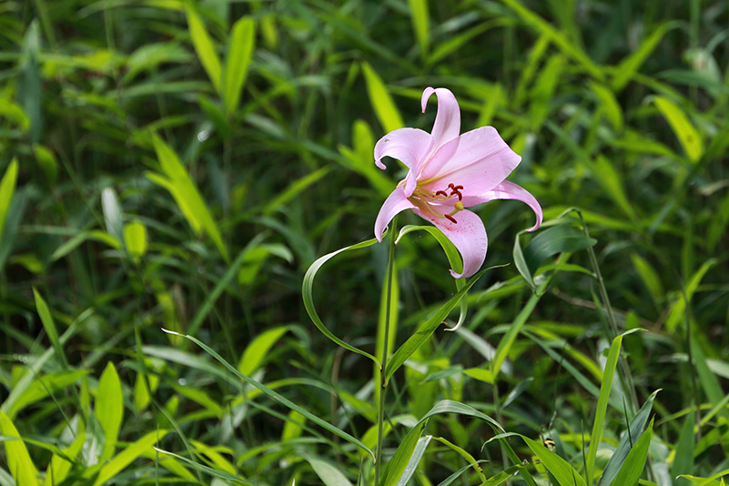 Photo#13