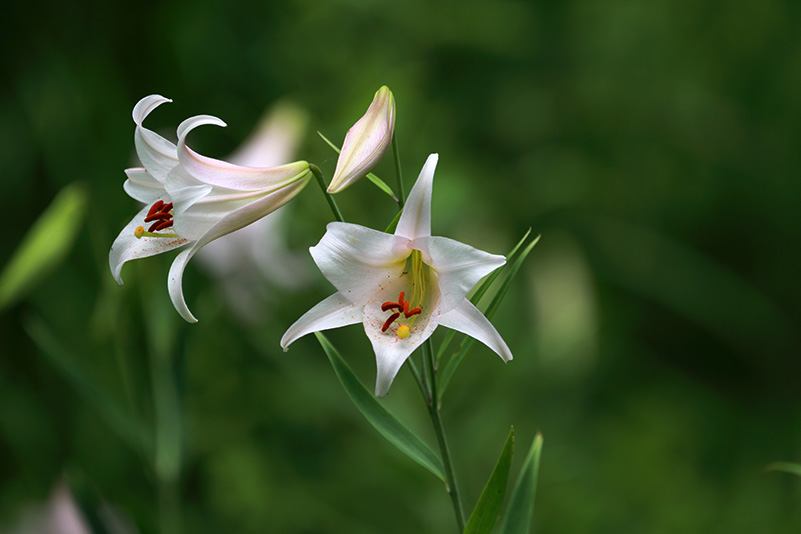 Photo#14