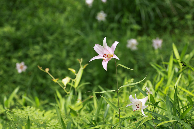 Photo#15