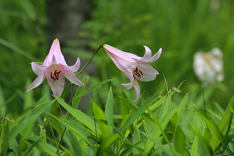 Photo#16