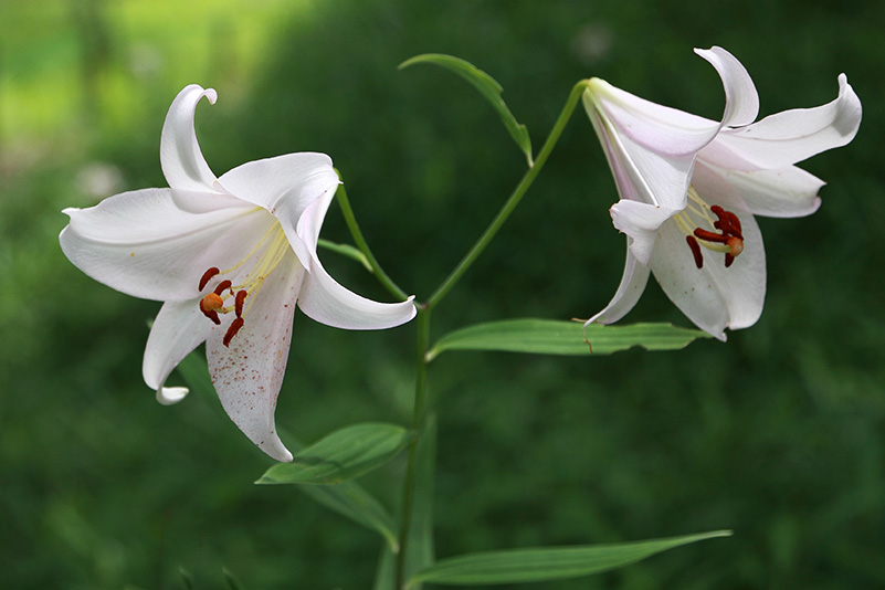 Photo#22