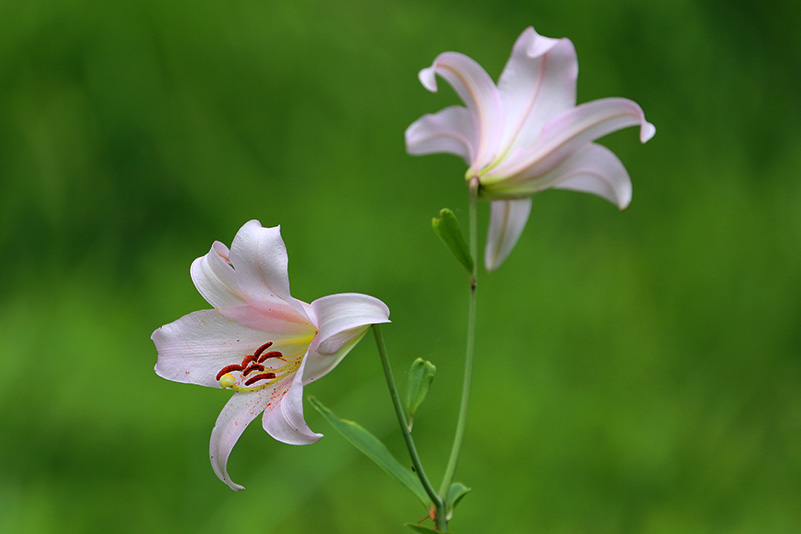 Photo#10
