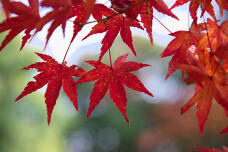 368_1.jpg  : 112 KB