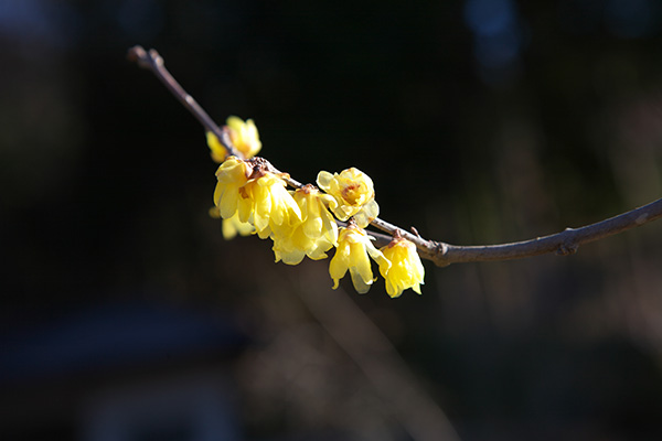 ('-'*)おはよぅ～♪