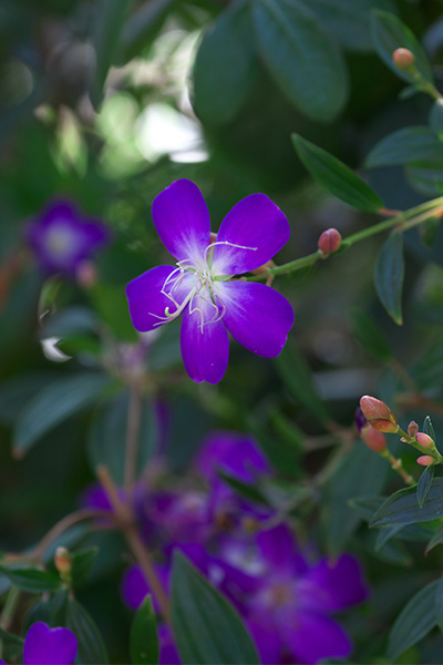 ('-'*)おはよぅ～♪