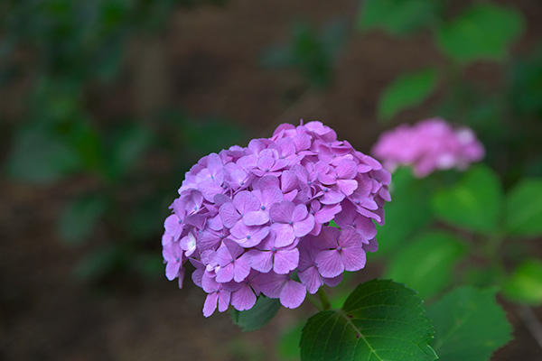 459