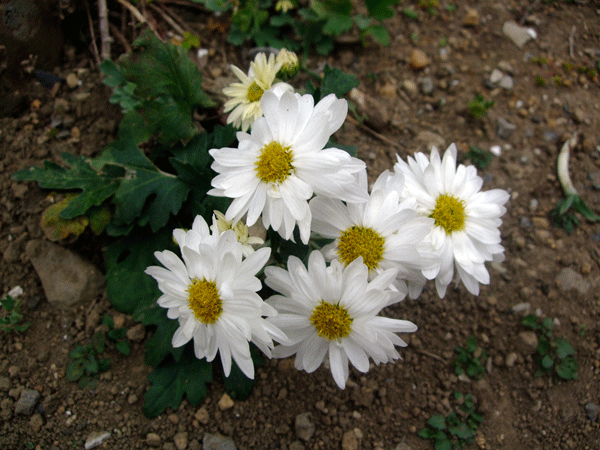 183745_1.gif  : 193 KB