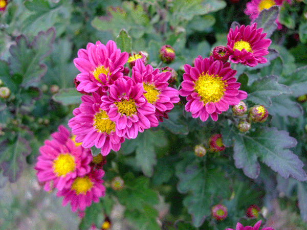 184107_1.gif  : 194 KB