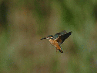 184579_1.gif  : 676 KB