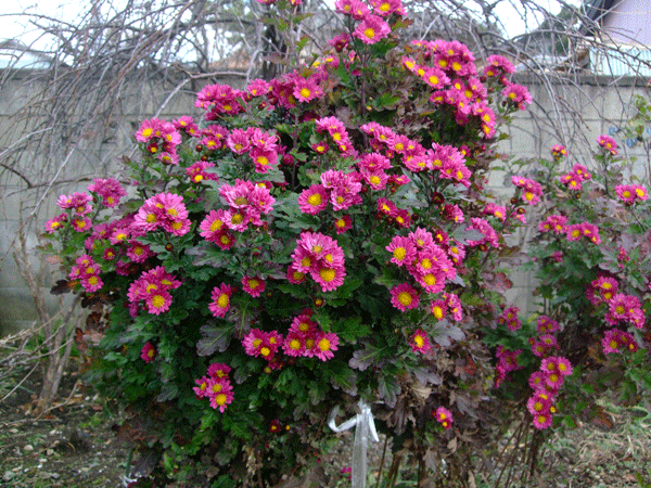 184718_1.gif  : 230 KB