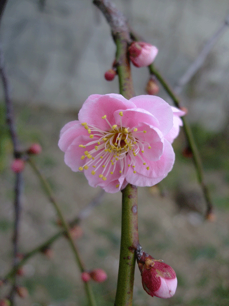 185258_1.gif  : 156 KB