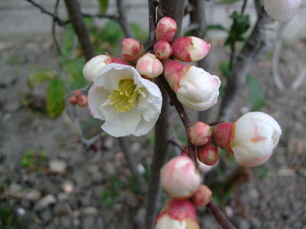 185387_1.gif  : 187 KB