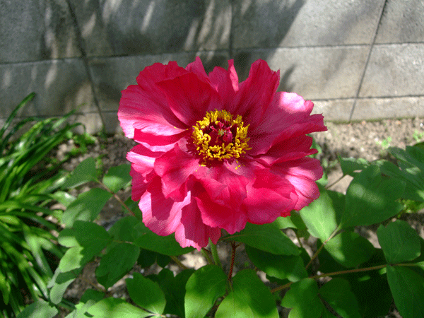 186771_1.gif  : 162 KB