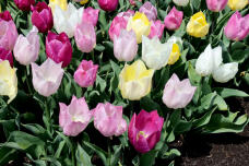 180147_2.jpg  : 172 KB