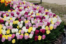 180147_3.jpg  : 210 KB