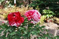 180182_1.jpg  : 184 KB