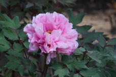 180194_1.jpg  : 109 KB