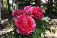 180194_2.jpg  : 150 KB