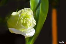 180386_8.jpg  : 26 KB