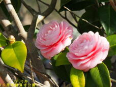 180547_2.jpg  : 49 KB