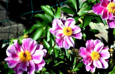 180561_1.jpg  : 127 KB