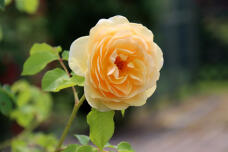 180849_3.jpg  : 78 KB