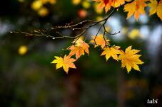 180875_1.jpg  : 46 KB