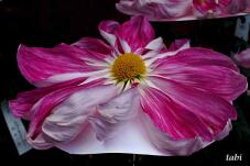 180914_6.jpg  : 29 KB