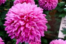 180914_7.jpg  : 31 KB
