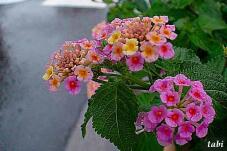 180950_10.jpg  : 70 KB