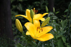 180998_2.jpg  : 97 KB