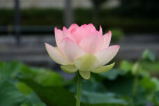 181272_3.jpg  : 57 KB