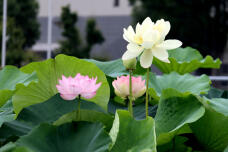 181293_3.jpg  : 102 KB