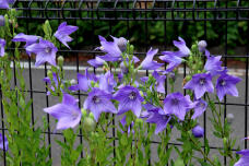 181368_3.jpg  : 179 KB