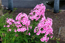 181398_2.jpg  : 181 KB