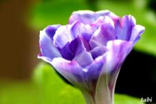 181457_10.jpg  : 25 KB