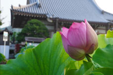 181467_2.jpg  : 130 KB