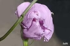 181472_8.jpg  : 31 KB