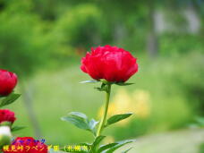 181712_2.jpg  : 29 KB