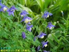 181725_1.jpg  : 60 KB