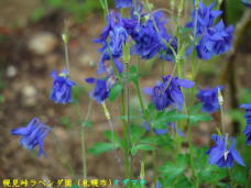 181725_2.jpg  : 44 KB