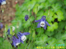 181725_3.jpg  : 42 KB