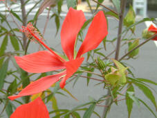 182174_1.jpg  : 135 KB